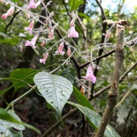 Strobilanthes habracanthoides J.R.I.Wood